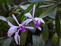 Lobed Cattleya